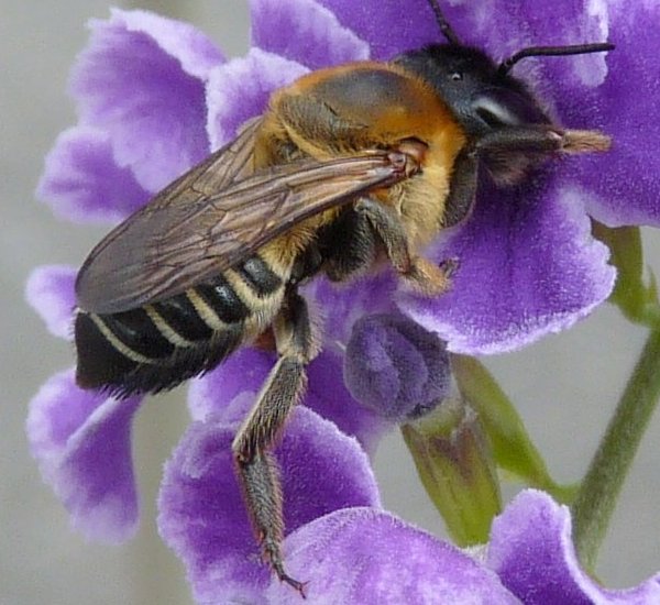 Megachile humilis Smith